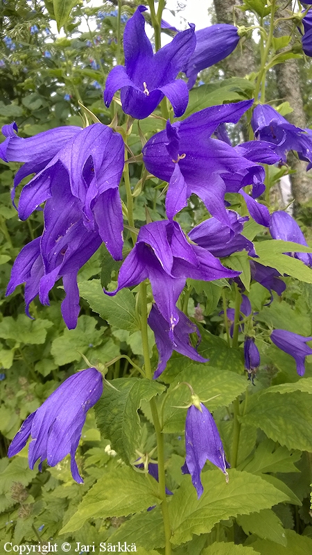 Campanula latifolia var. macrantha, isoukonkello